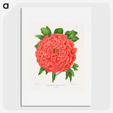 1-15_Nederlandsche-Flora-en-Pomona_picture