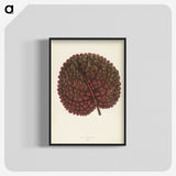 1-15_New-and-Rare-Beautiful-Leaved-Plants_blk-crop