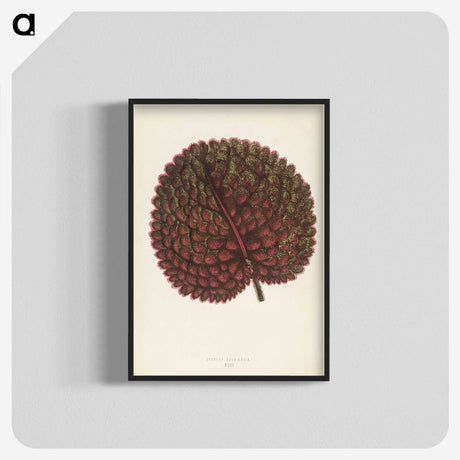 1-15_New-and-Rare-Beautiful-Leaved-Plants_blk-crop