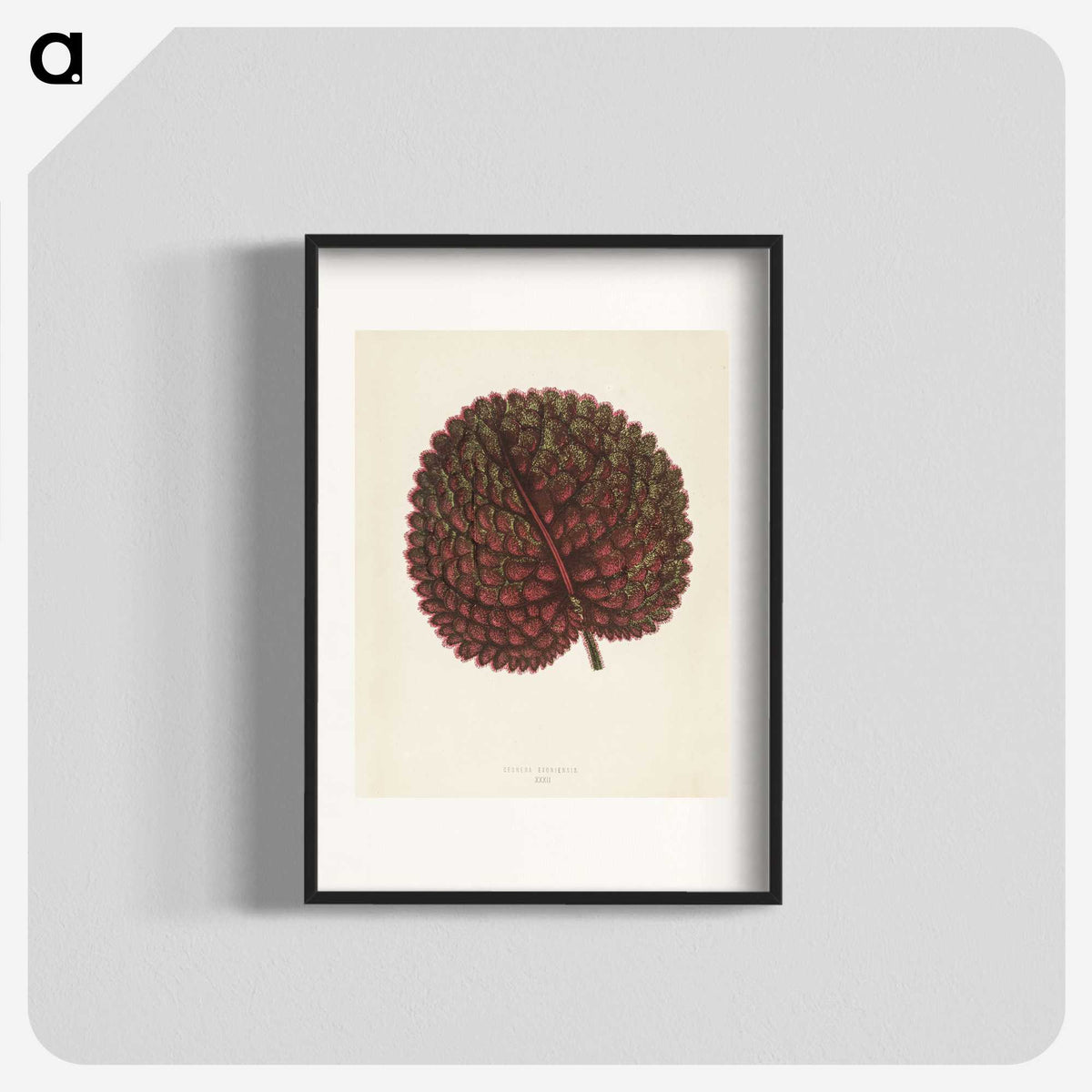 1-15_New-and-Rare-Beautiful-Leaved-Plants_blk
