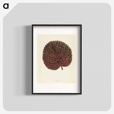 1-15_New-and-Rare-Beautiful-Leaved-Plants_blk