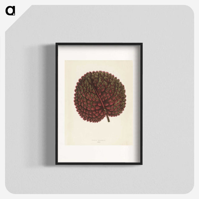 1-15_New-and-Rare-Beautiful-Leaved-Plants_blk