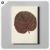 1-15_New-and-Rare-Beautiful-Leaved-Plants_canvas
