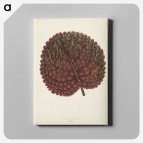 1-15_New-and-Rare-Beautiful-Leaved-Plants_canvas