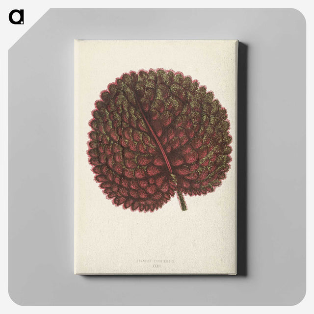 1-15_New-and-Rare-Beautiful-Leaved-Plants_canvas