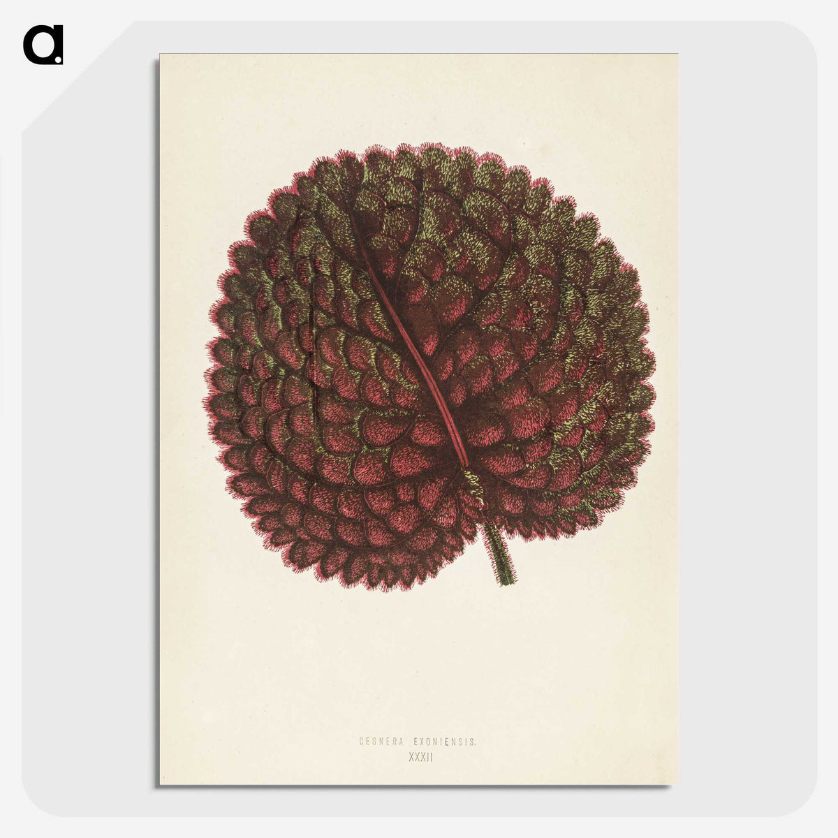 1-15_New-and-Rare-Beautiful-Leaved-Plants_picture-crop