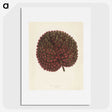 1-15_New-and-Rare-Beautiful-Leaved-Plants_picture