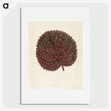 1-15_New-and-Rare-Beautiful-Leaved-Plants_picture