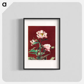 アートポスター-Hærdaceous Peony - 小川 一正 Poster.