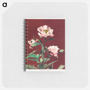 アートメモ帳-Hærdaceous Peony - 小川 一正 Memo.