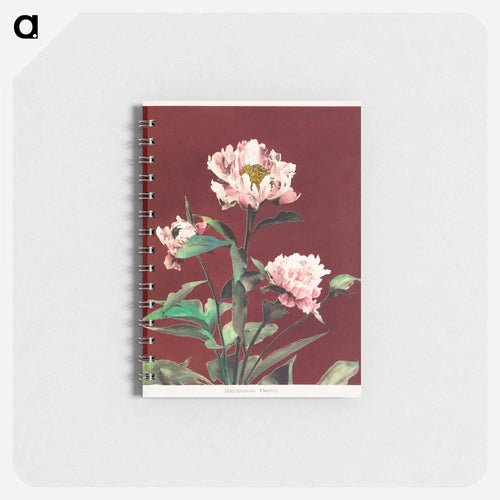 Hærdaceous Peony - Kazumasa Ogawa Memo.