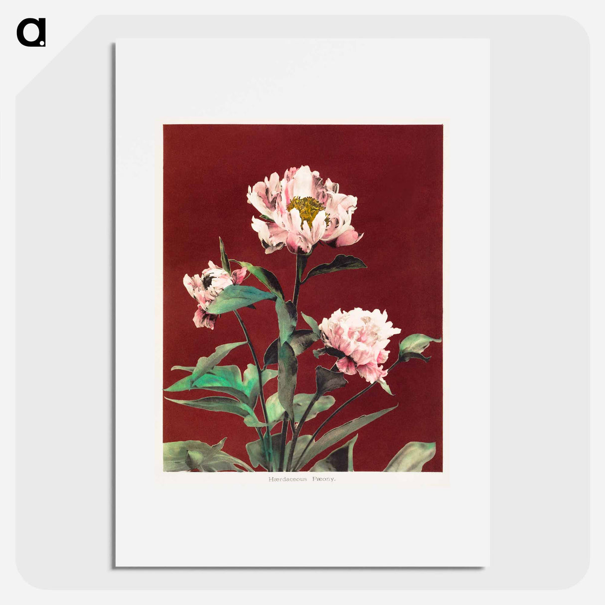 Hærdaceous Peony - 小川 一正 Poster.