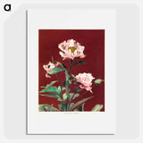 Hærdaceous Peony - Kazumasa Ogawa Poster.