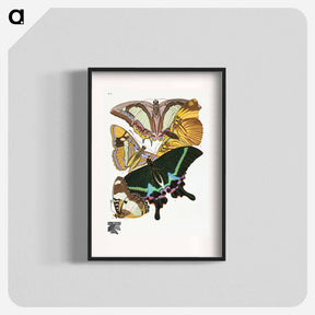 アートポスター-Vintage Butterflies
 - パピヨン Poster.
