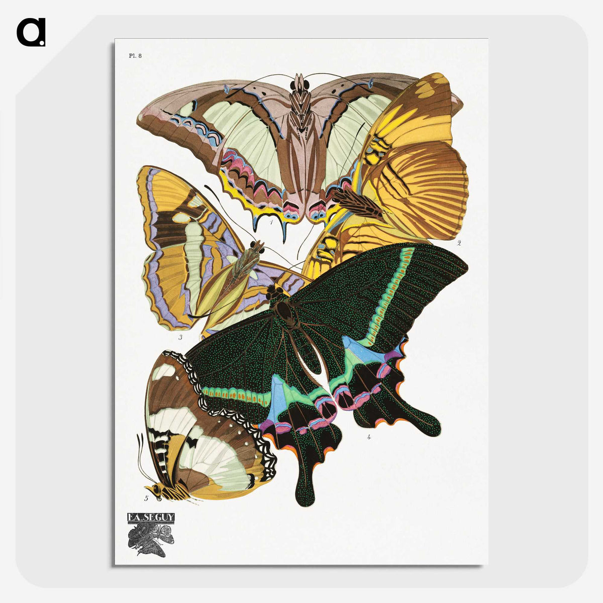 1-15_Papillons_picture-crop