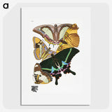 1-15_Papillons_picture