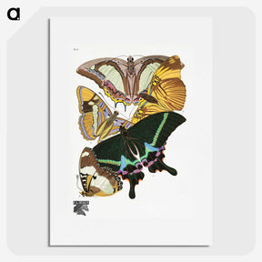 1-15_Papillons_picture