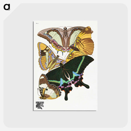 アートポストカード-Vintage Butterflies
 - パピヨン Postcard.