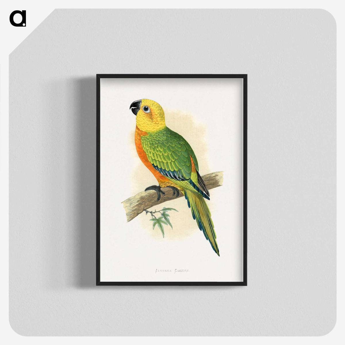 1-15_Parrots-in-Captivity_blk-crop