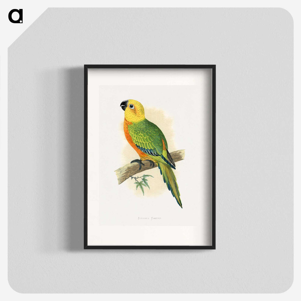 1-15_Parrots-in-Captivity_blk