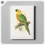 1-15_Parrots-in-Captivity_canvas