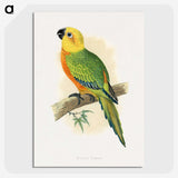 1-15_Parrots-in-Captivity_picture-crop