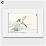 アートポスター-Eastern Grey Wagtail
 - 鳥類図鑑 Poster.