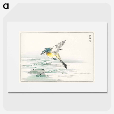 アートポスター-Eastern Grey Wagtail
 - 鳥類図鑑 Poster.