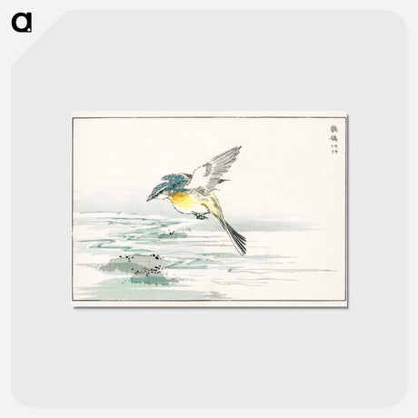 アートポストカード-Eastern Grey Wagtail
 - 鳥類図鑑 Postcard.