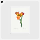 アートポストカード-Mexican Shell - ピエール ジョゼフ ルドゥーテ Postcard.