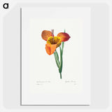 Mexican Shell - Pierre Joseph Redouté Poster.