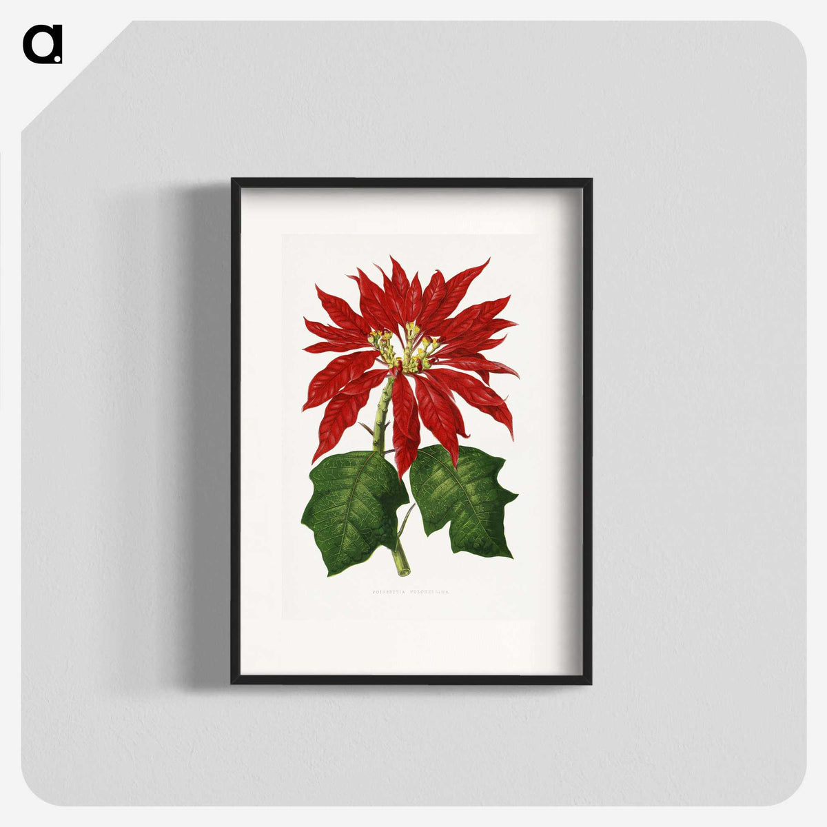 1-15_Plants-with-Colored-Foliage_blk