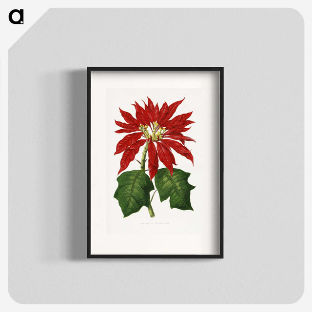 1-15_Plants-with-Colored-Foliage_blk