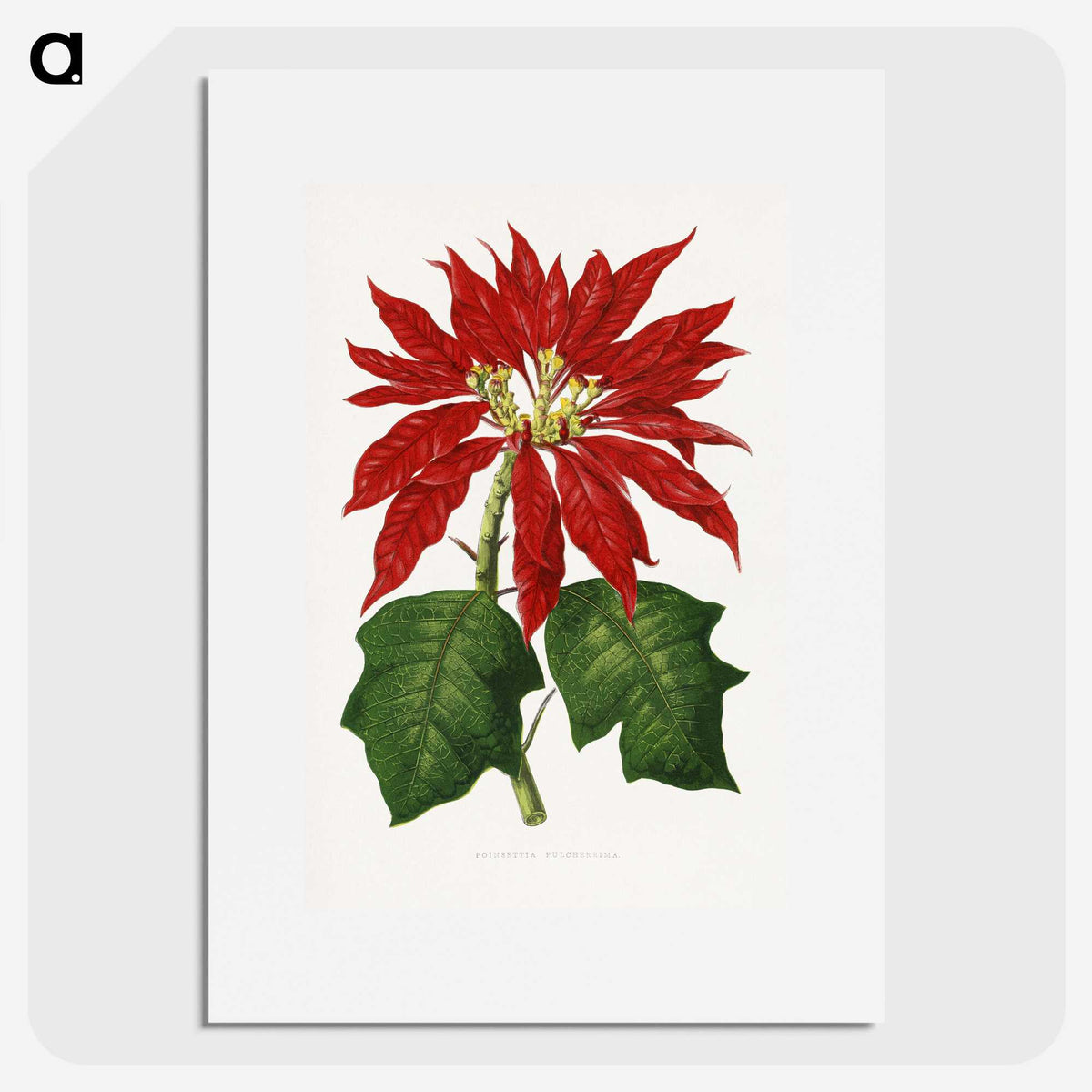 1-15_Plants-with-Colored-Foliage_picture