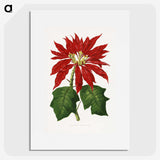 1-15_Plants-with-Colored-Foliage_picture