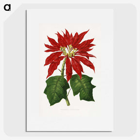 1-15_Plants-with-Colored-Foliage_picture