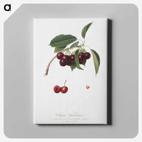 1-15_Pomona-Italiana_canvas