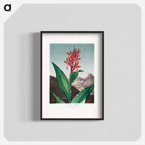 Indian Reed from The Temple of Flora
 - ロバート ジョン ソーントン Poster.