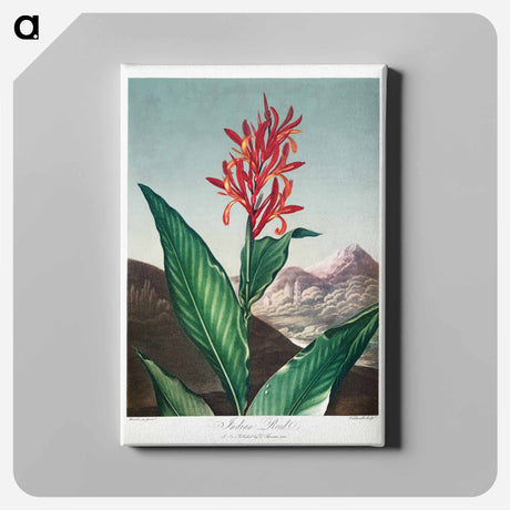 アートパネル-Indian Reed from The Temple of Flora
 - ロバート ジョン ソーントン Canvas.