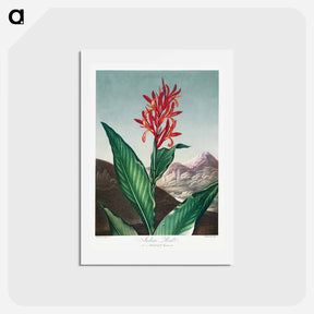 アートポストカード-Indian Reed from The Temple of Flora
 - ロバート ジョン ソーントン Postcard.