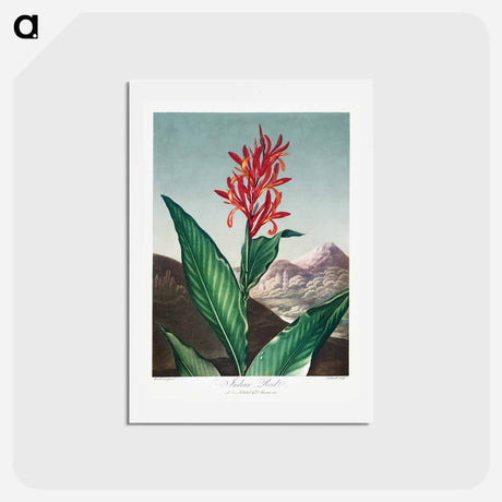 アートポストカード-Indian Reed from The Temple of Flora
 - ロバート ジョン ソーントン Postcard.
