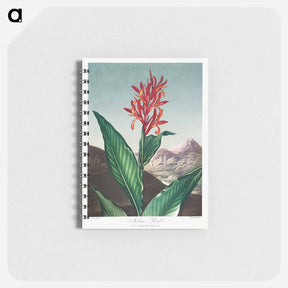 アートメモ帳-Indian Reed from The Temple of Flora
 - ロバート ジョン ソーントン Memo.