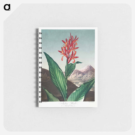 アートメモ帳-Indian Reed from The Temple of Flora
 - ロバート ジョン ソーントン Memo.