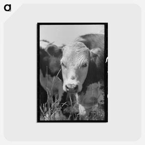 アートポストカード-Yearling, Cruzen Ranch, Valley County, Idaho
 - ラッセル リー Postcard.