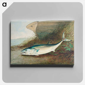 アートパネル-Mackerel
 - サミュエル キルボーン Canvas.