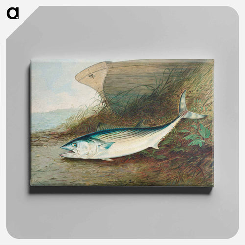 Mackerel
 - サミュエル キルボーン Canvas.