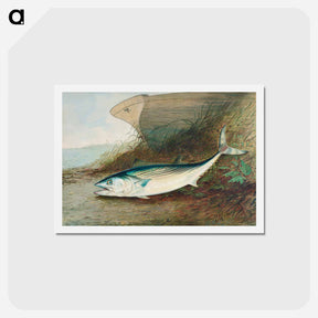 アートポストカード-Mackerel
 - サミュエル キルボーン Postcard.
