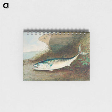 Mackerel
 - サミュエル キルボーン Memo.
