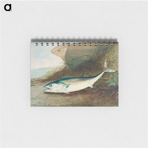 Mackerel
 - サミュエル キルボーン Memo.