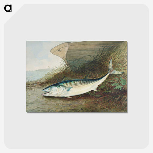 Mackerel
 - サミュエル キルボーン Postcard.